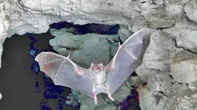 مخاوف كبيرة من غزو "الخفافيش المتعطشة للدماء" للولايات المتحدة!